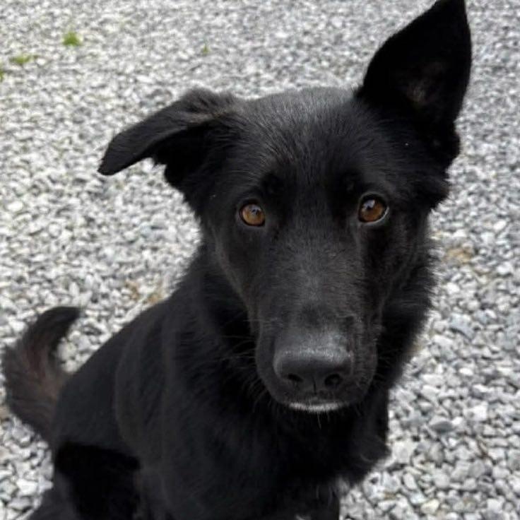 Enlarge Miller, a ADOPTABLE Shepherd in Valparaiso, IN image 4/4