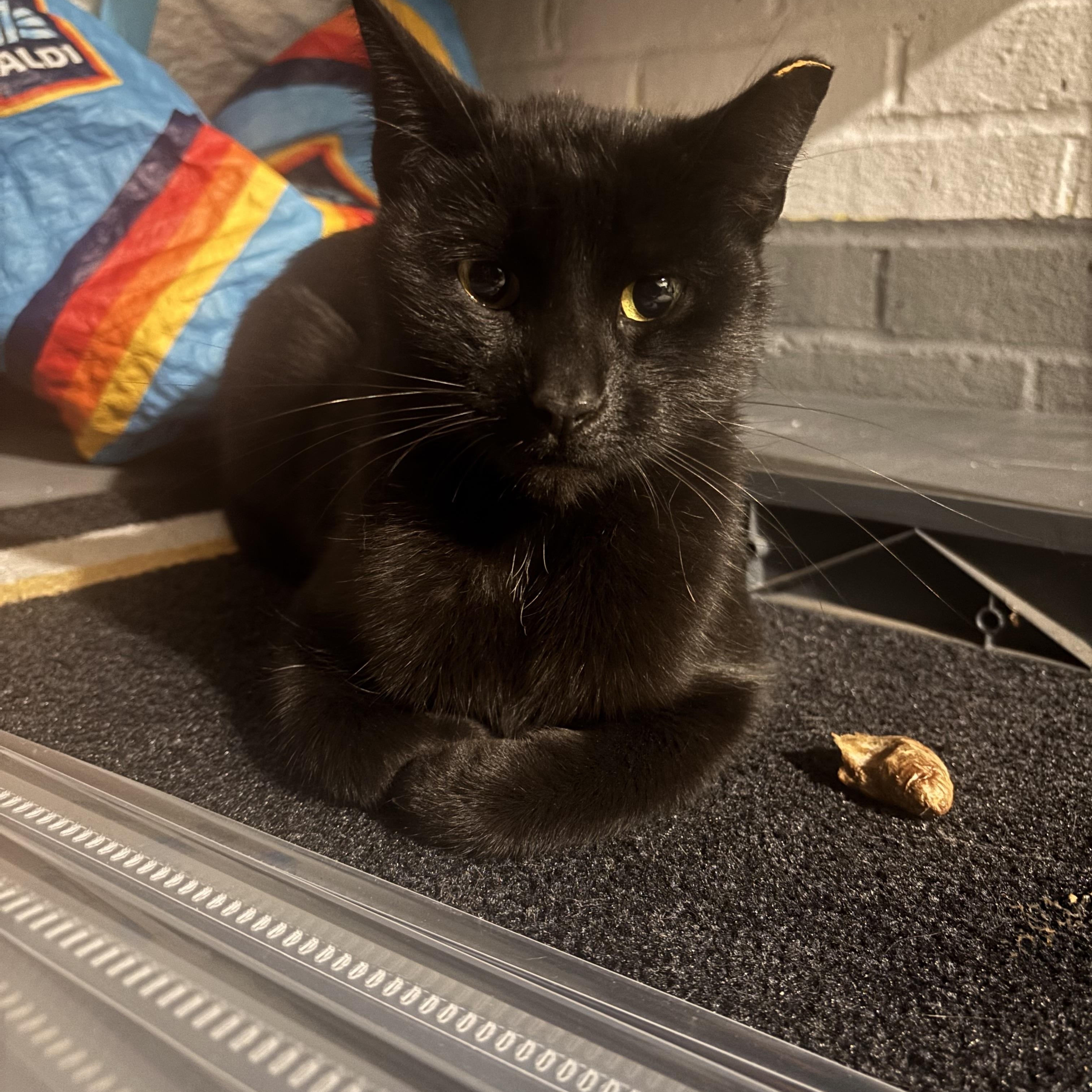 Enlarge Matcha, a Adoptable American Shorthair in Shaker Heights, OH image 4/4
