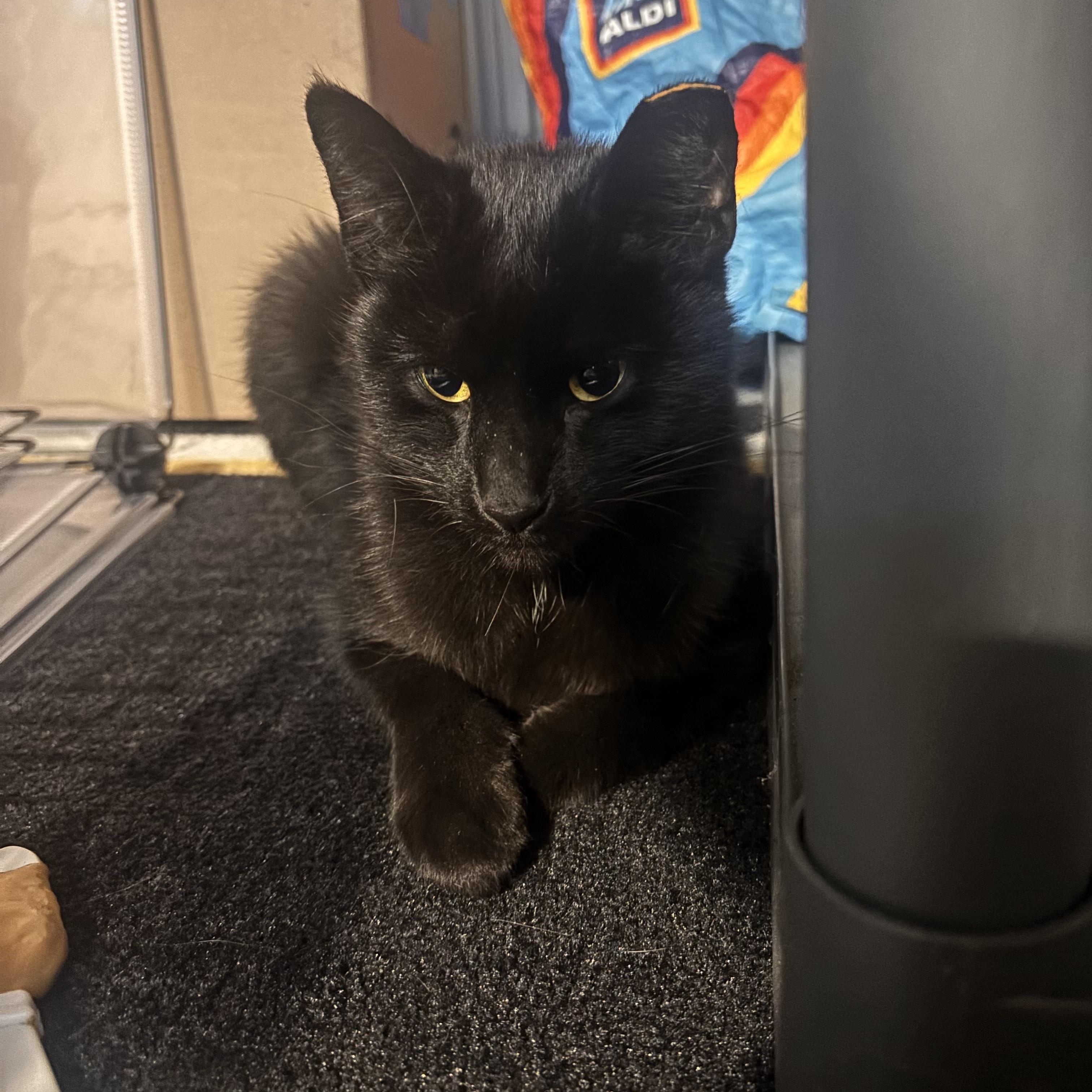 Enlarge Matcha, a Adoptable American Shorthair in Shaker Heights, OH image 2/4