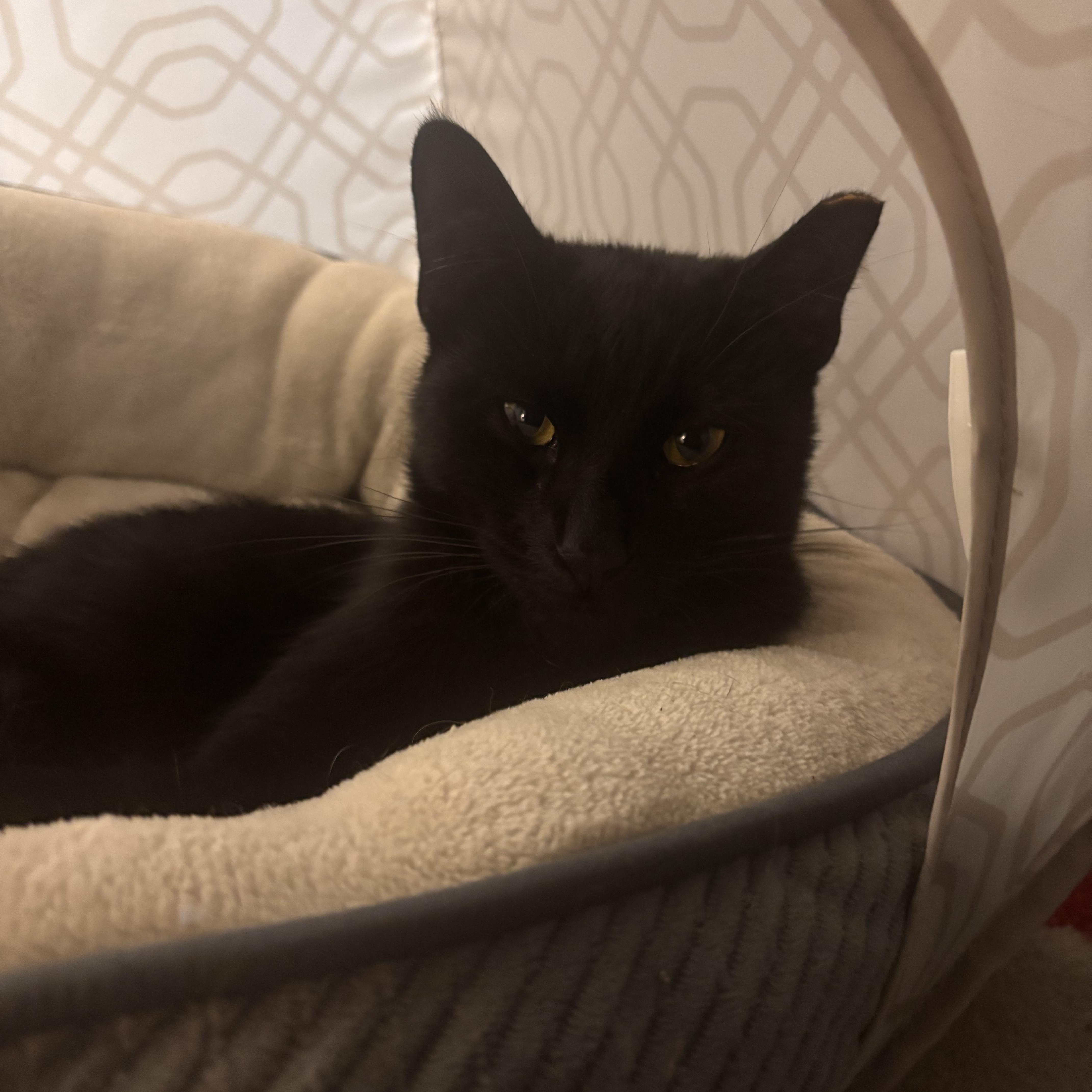Matcha, Adoptable, Young Female American Shorthair.