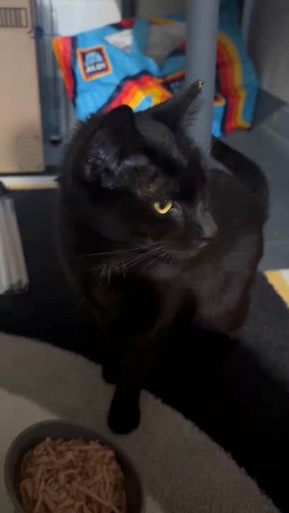Enlarge Matcha, a Adoptable American Shorthair in Shaker Heights, OH video 3/4