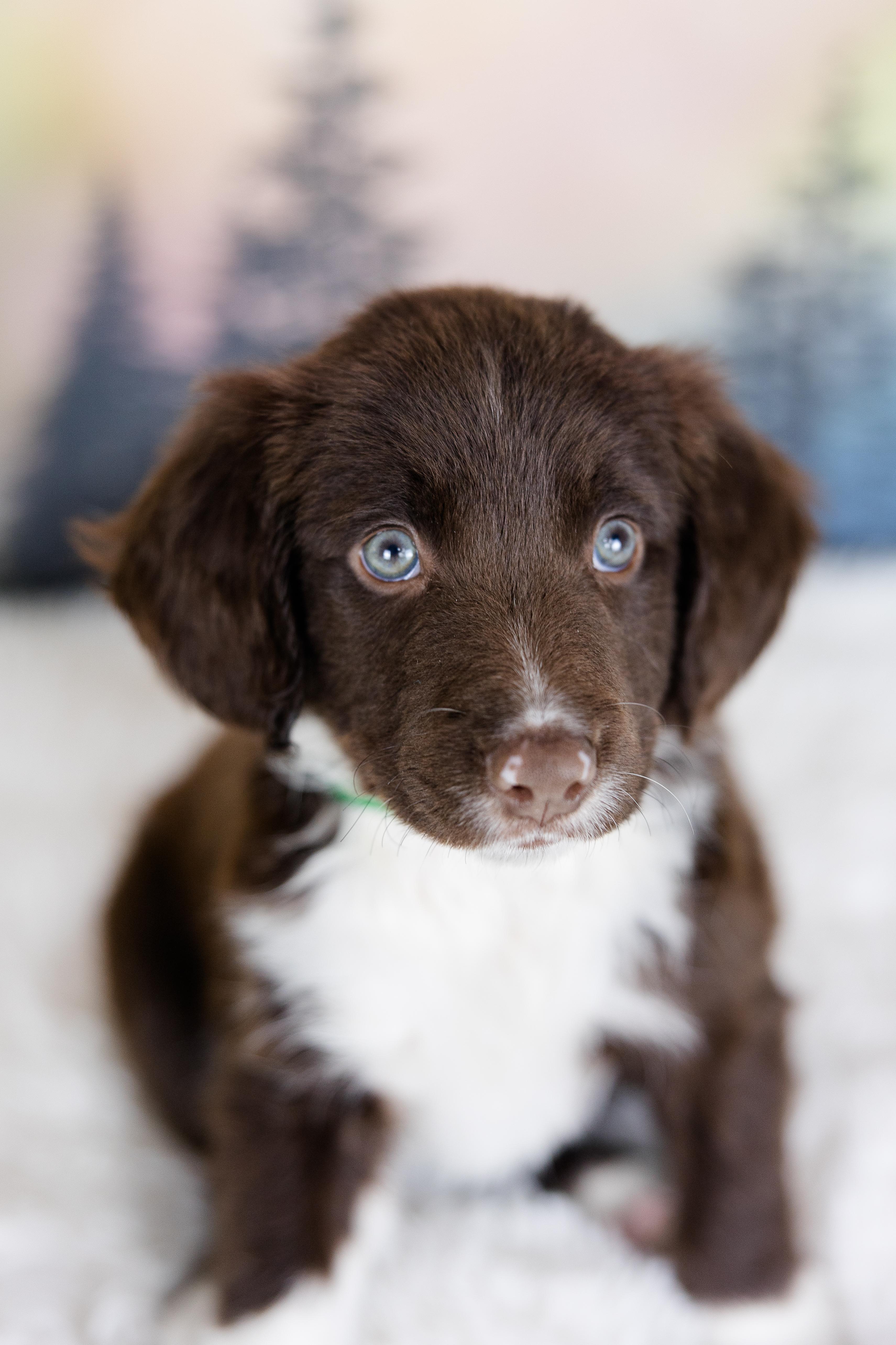 Enlarge Orion, an adopted mixed breed in Avon, CT image 4/6