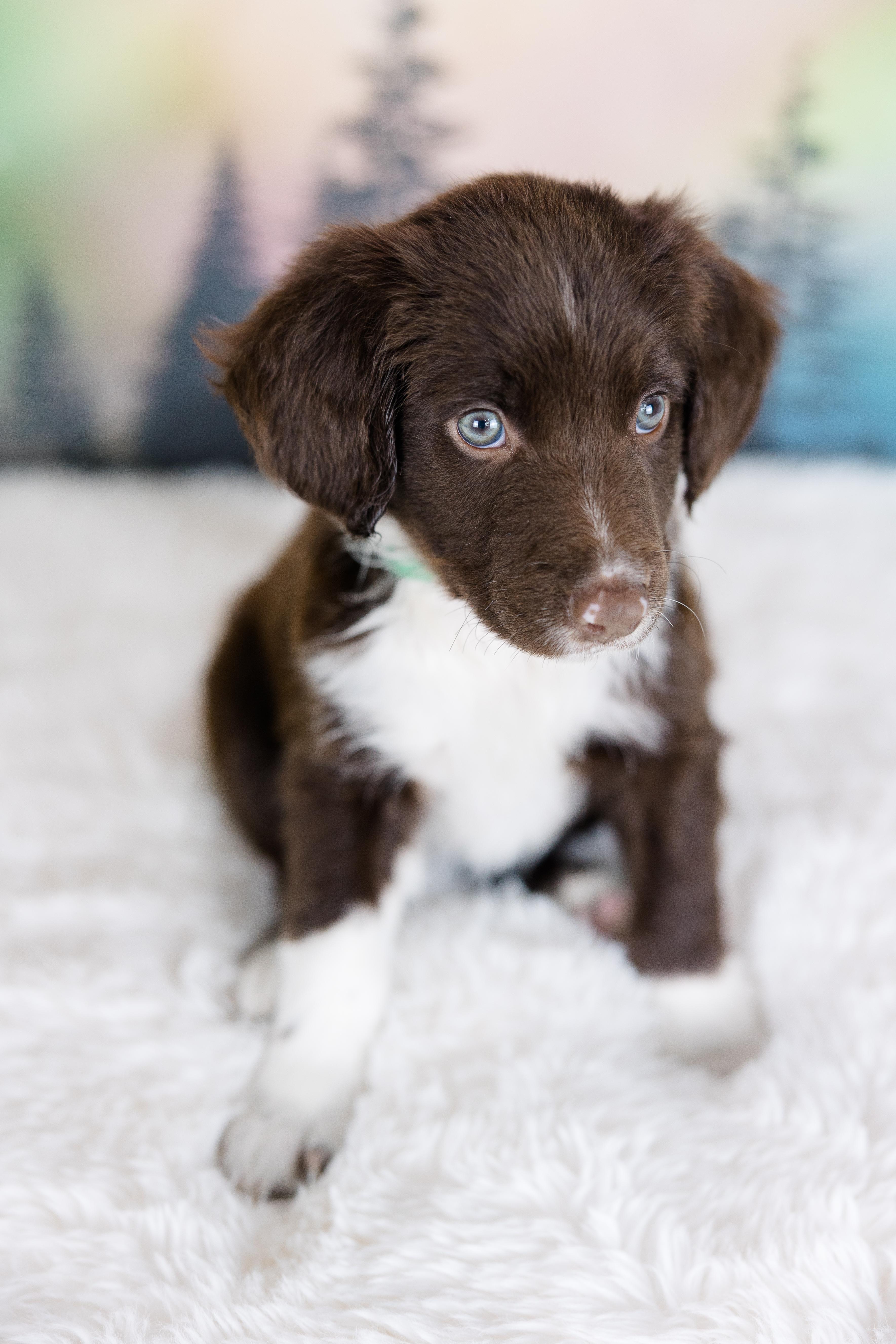 Enlarge Orion, an adopted mixed breed in Avon, CT image 3/6