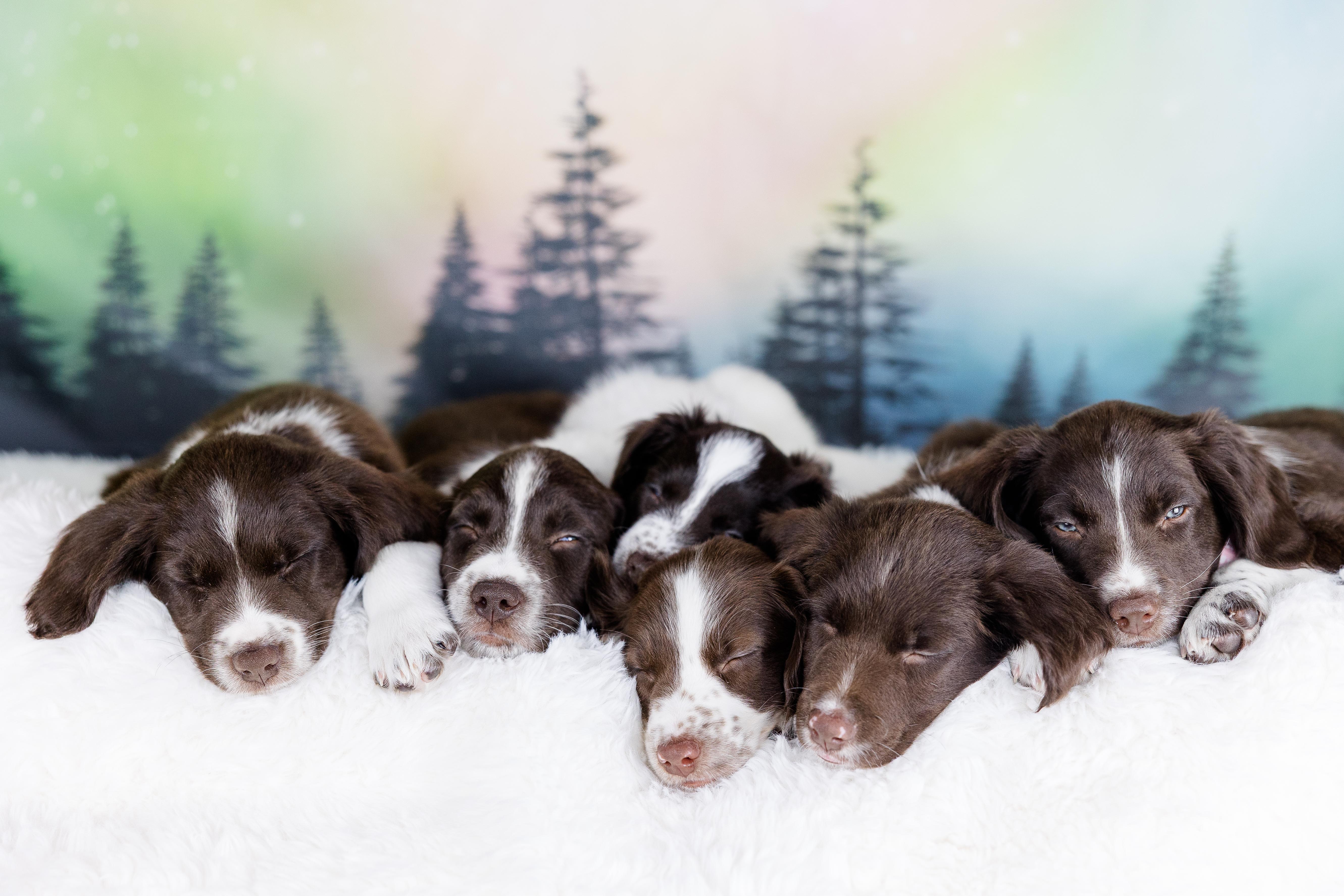 Enlarge Orion, an adopted mixed breed in Avon, CT image 6/6