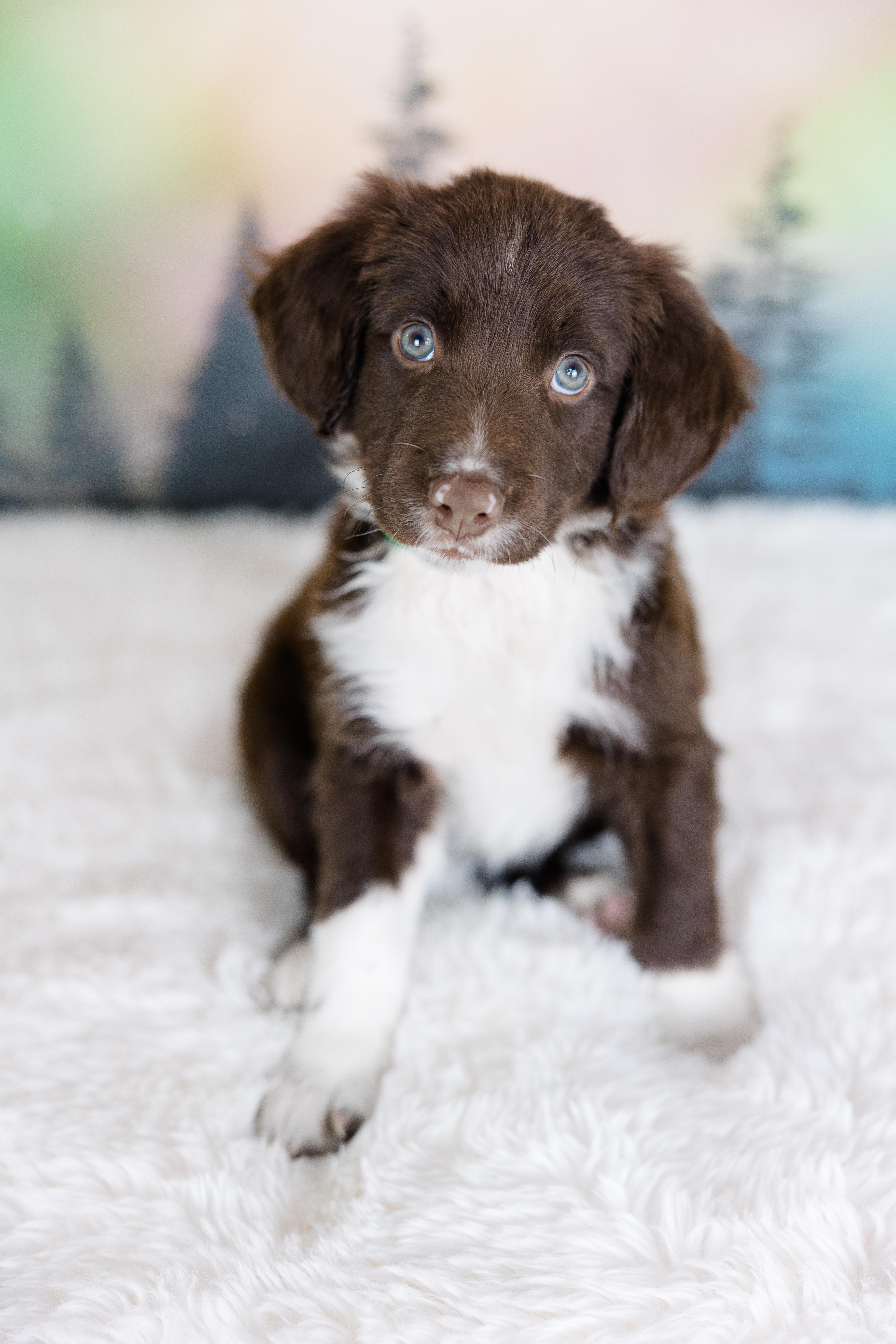 Orion, adopted, Puppy Male English Springer Spaniel.