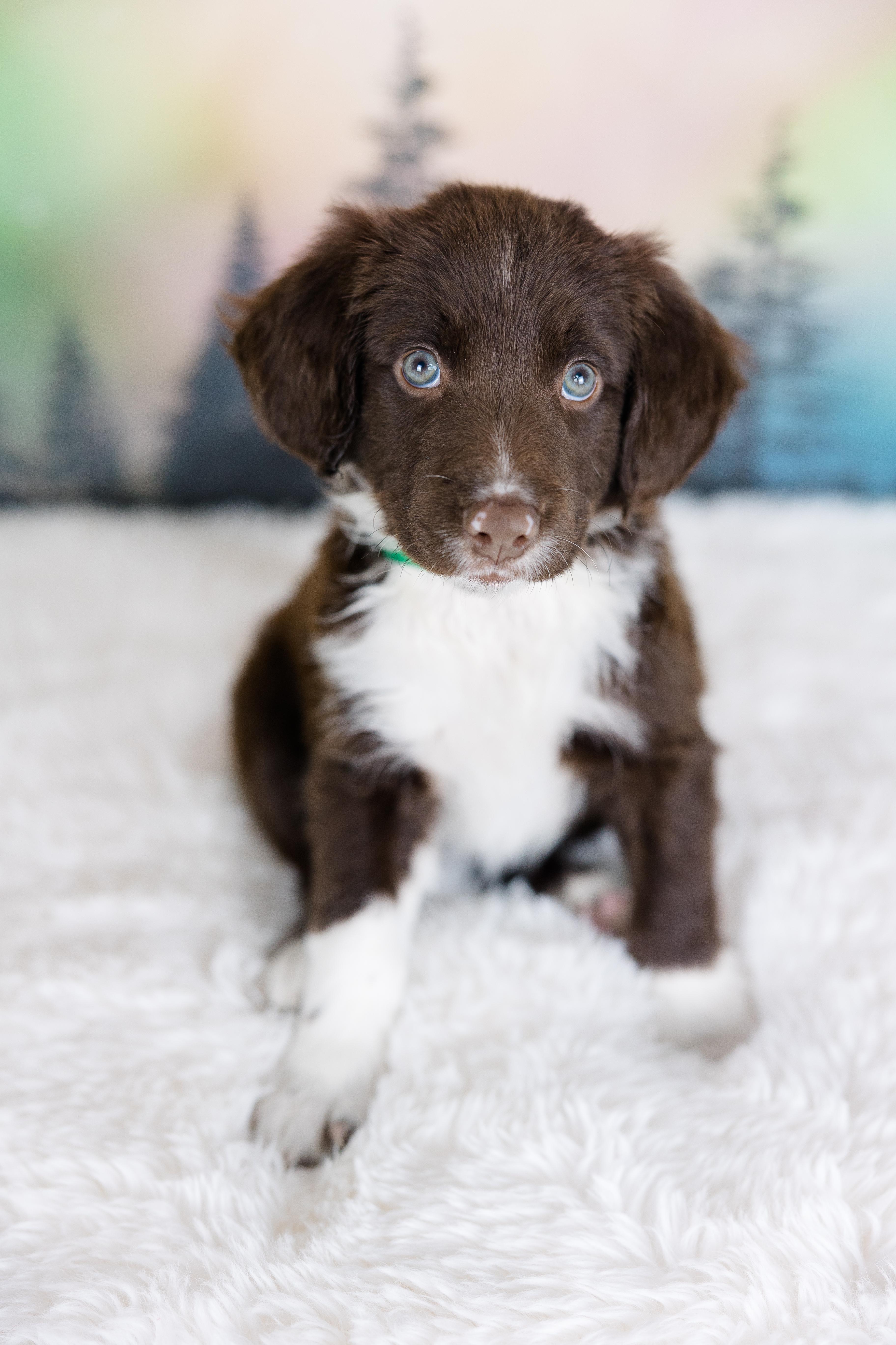 Enlarge Orion, an adopted mixed breed in Avon, CT image 2/6