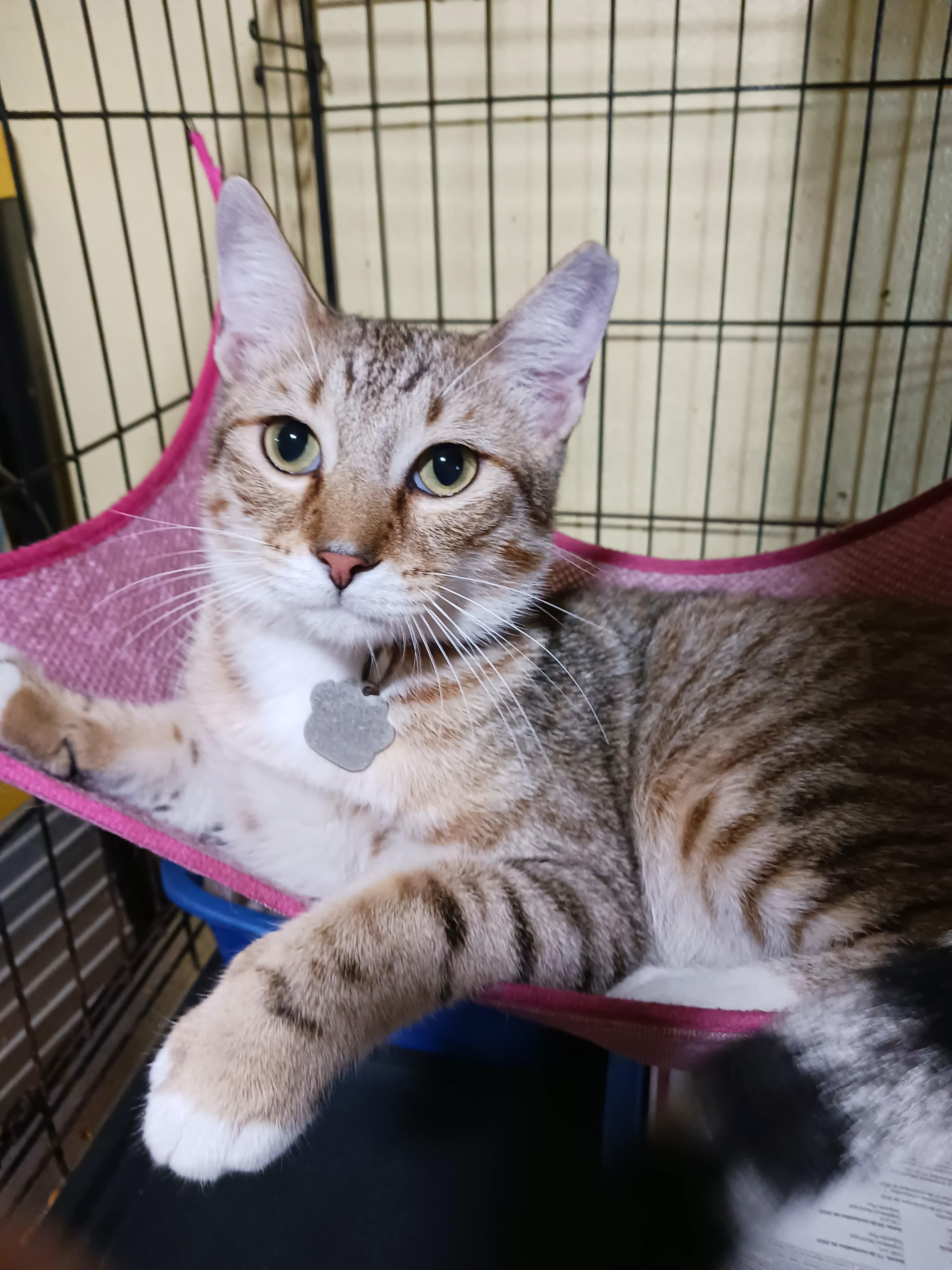 Echo, a Adoptable Tabby in Windsor Locks, CT image 4/5