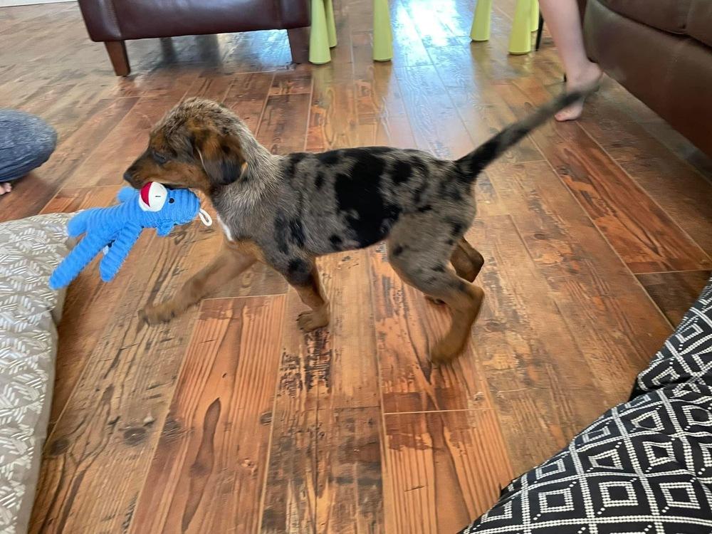 Hondo (Doug/Pierce), Adoptable, Adult Male Hound & Catahoula Leopard Dog.