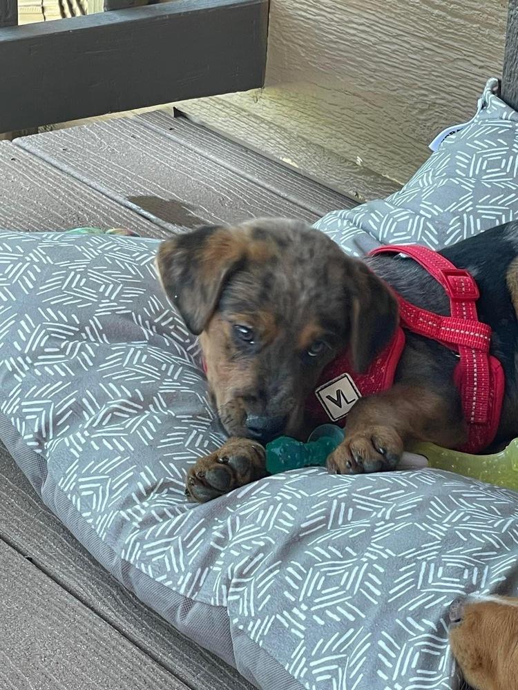 Enlarge Hondo (Doug/Pierce), a Adoptable mixed breed in Colorado Springs, CO image 2/6