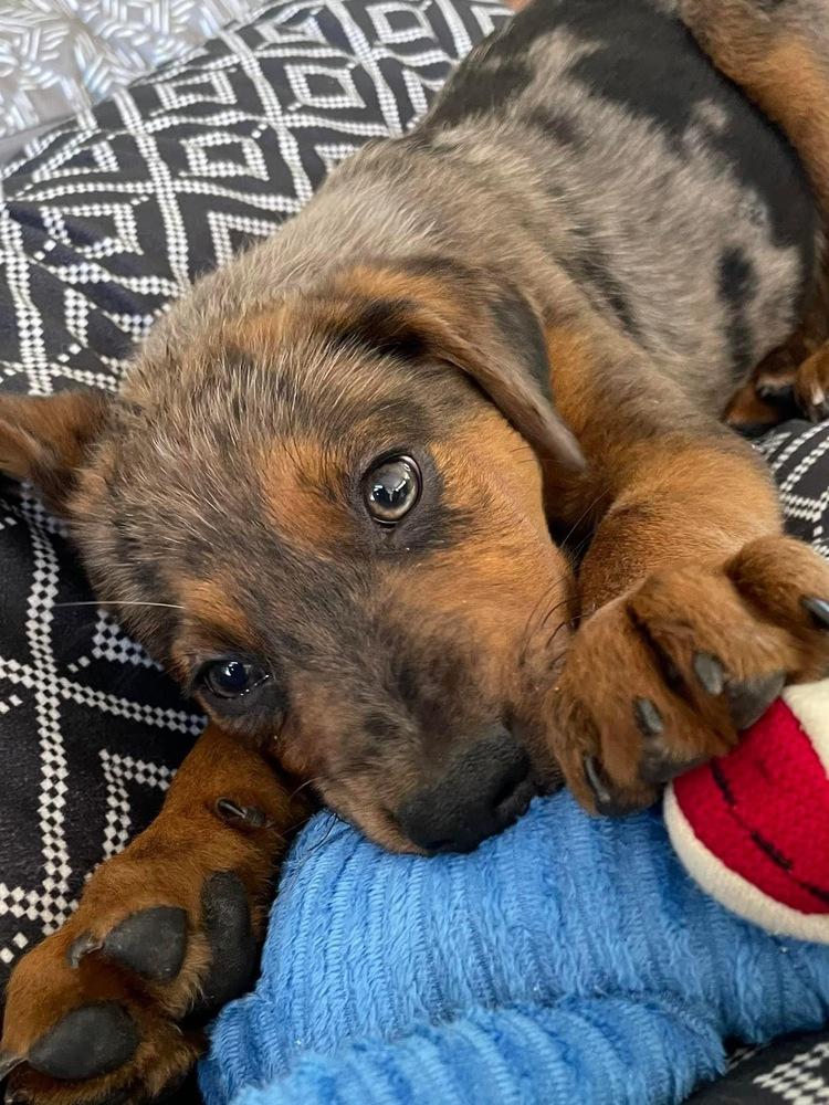 Hondo (Doug/Pierce), Adoptable, Adult Male Hound & Catahoula Leopard Dog.