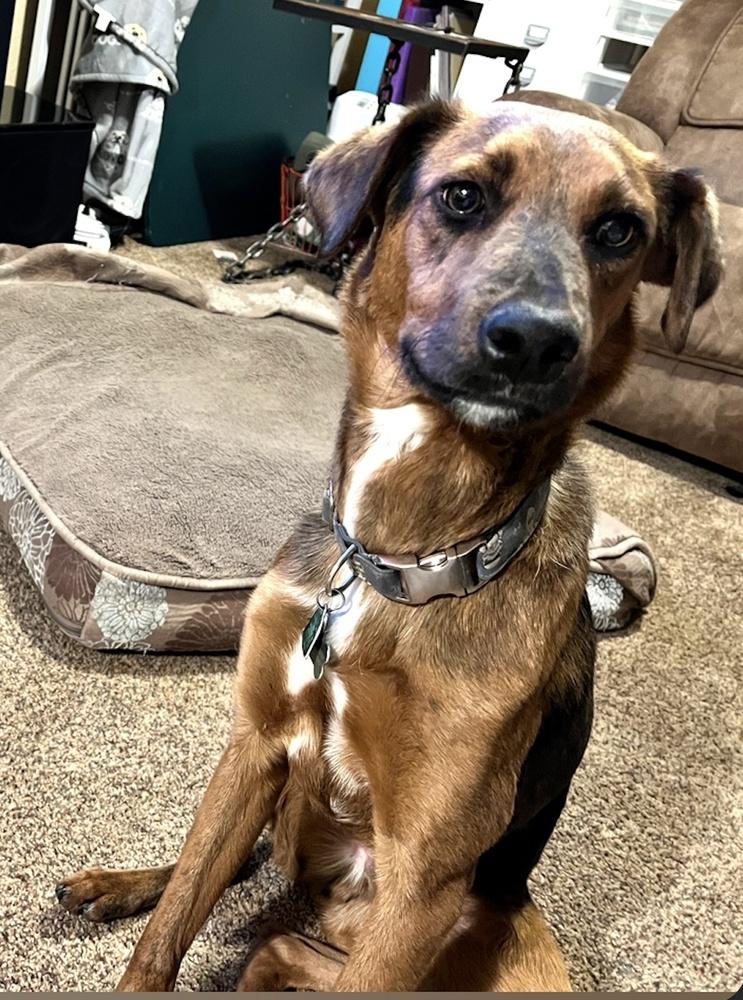 Enlarge Hondo (Doug/Pierce), a Adoptable mixed breed in Colorado Springs, CO image 2/6