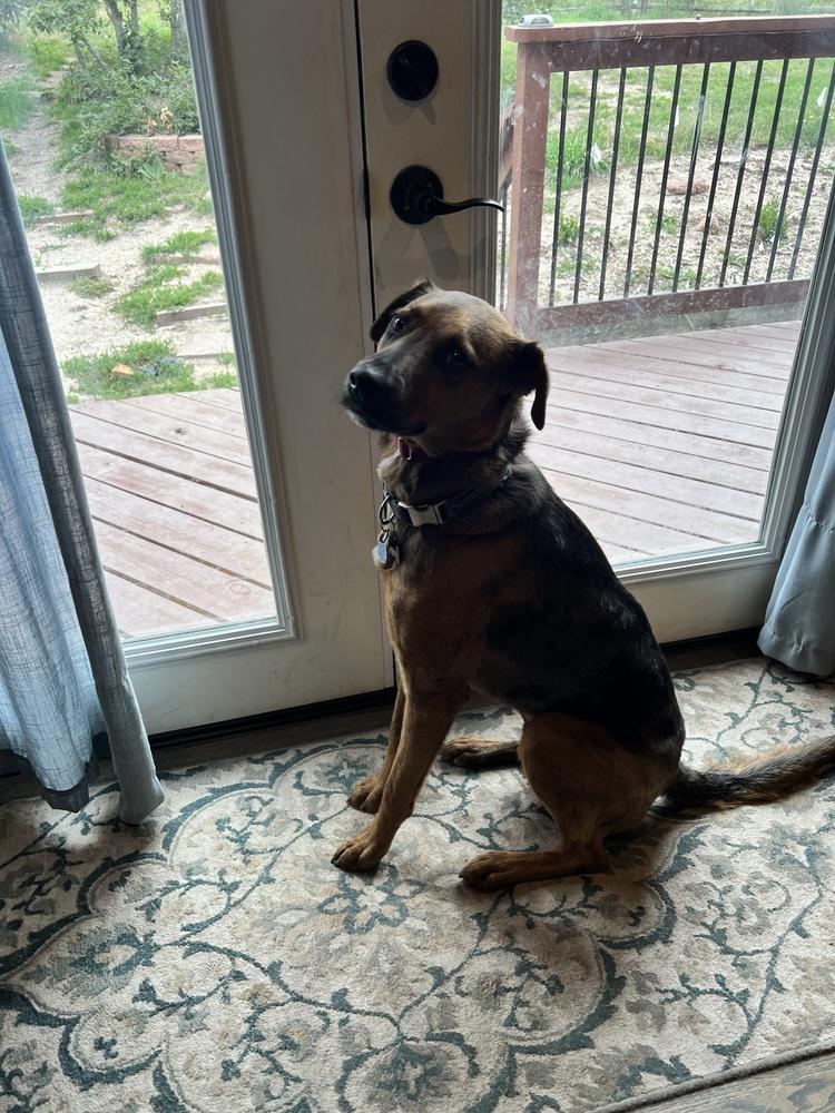 Enlarge Hondo (Doug/Pierce), a Adoptable mixed breed in Colorado Springs, CO image 3/6