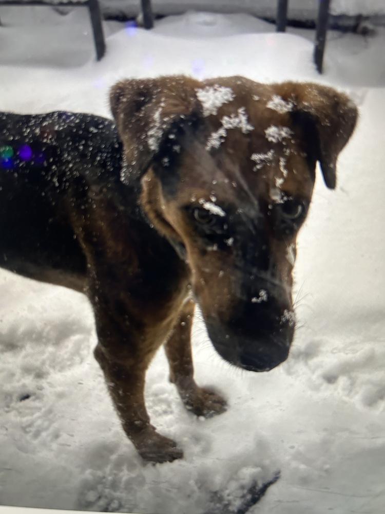 Enlarge Hondo (Doug/Pierce), a Adoptable mixed breed in Colorado Springs, CO image 4/6
