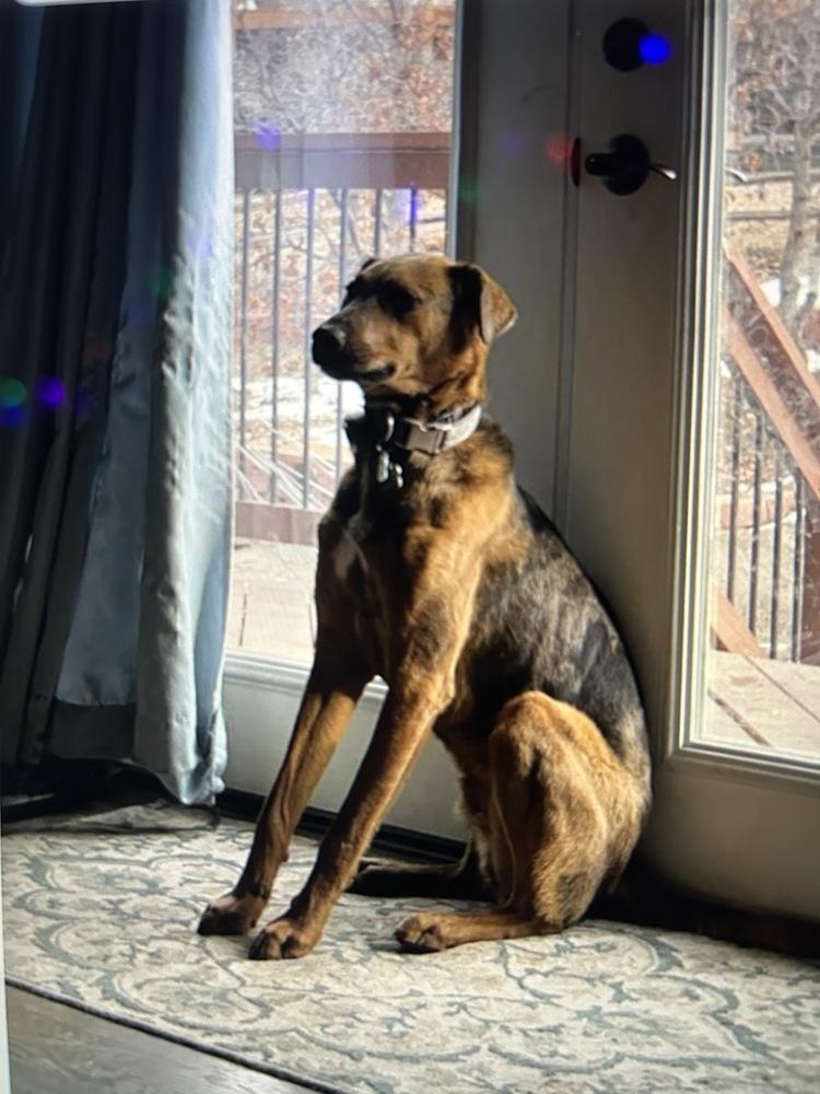 Enlarge Hondo (Doug/Pierce), a Adoptable mixed breed in Colorado Springs, CO image 5/6