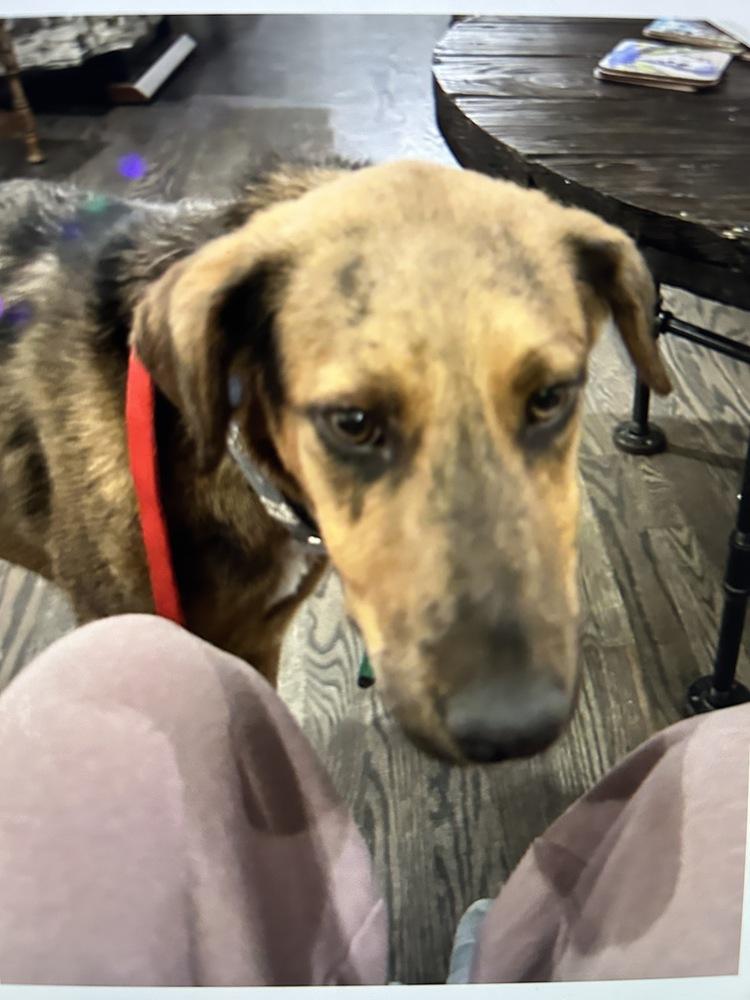 Enlarge Hondo (Doug/Pierce), a Adoptable mixed breed in Colorado Springs, CO image 6/6