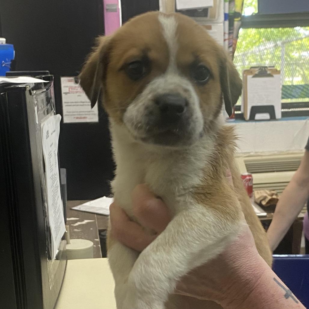 Tiger, Adoptable, Puppy Male Mixed Breed.