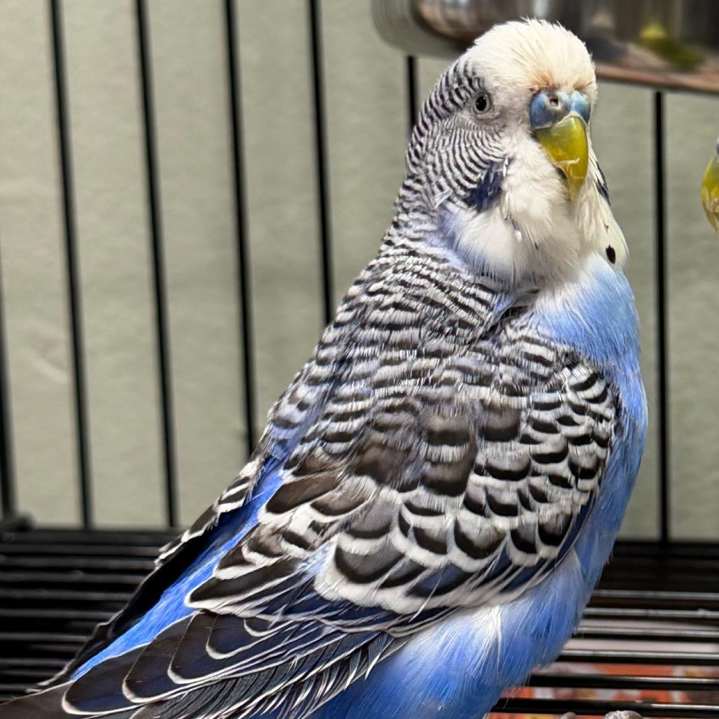 Enlarge Sky, a Adoptable Parakeet (Other) in Waldorf, MD image 2/2