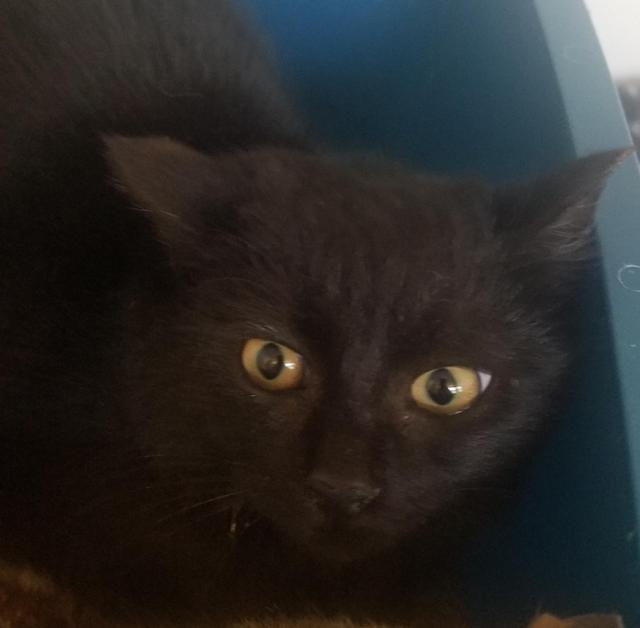 Cayenne, Adoptable, Adult Female Domestic Short Hair.