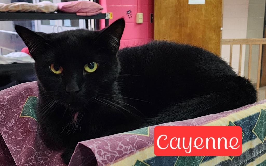Enlarge Cayenne, a Adoptable mixed breed in Jim Thorpe, PA image 4/5
