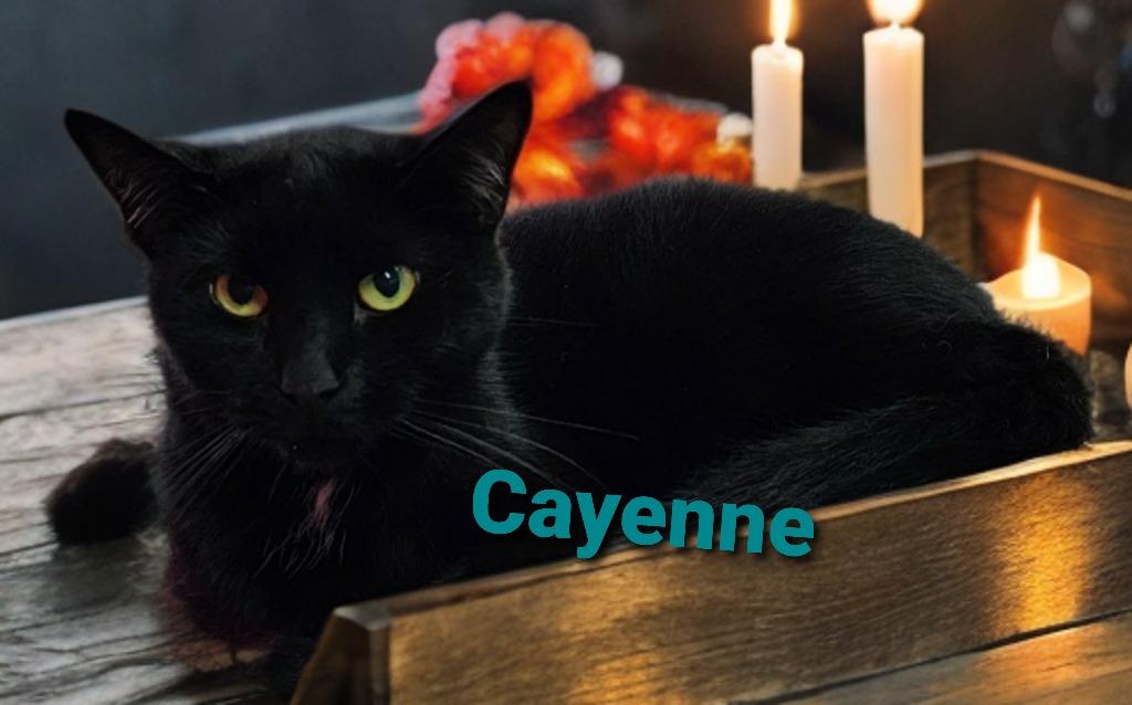 Enlarge Cayenne, a Adoptable mixed breed in Jim Thorpe, PA image 5/5