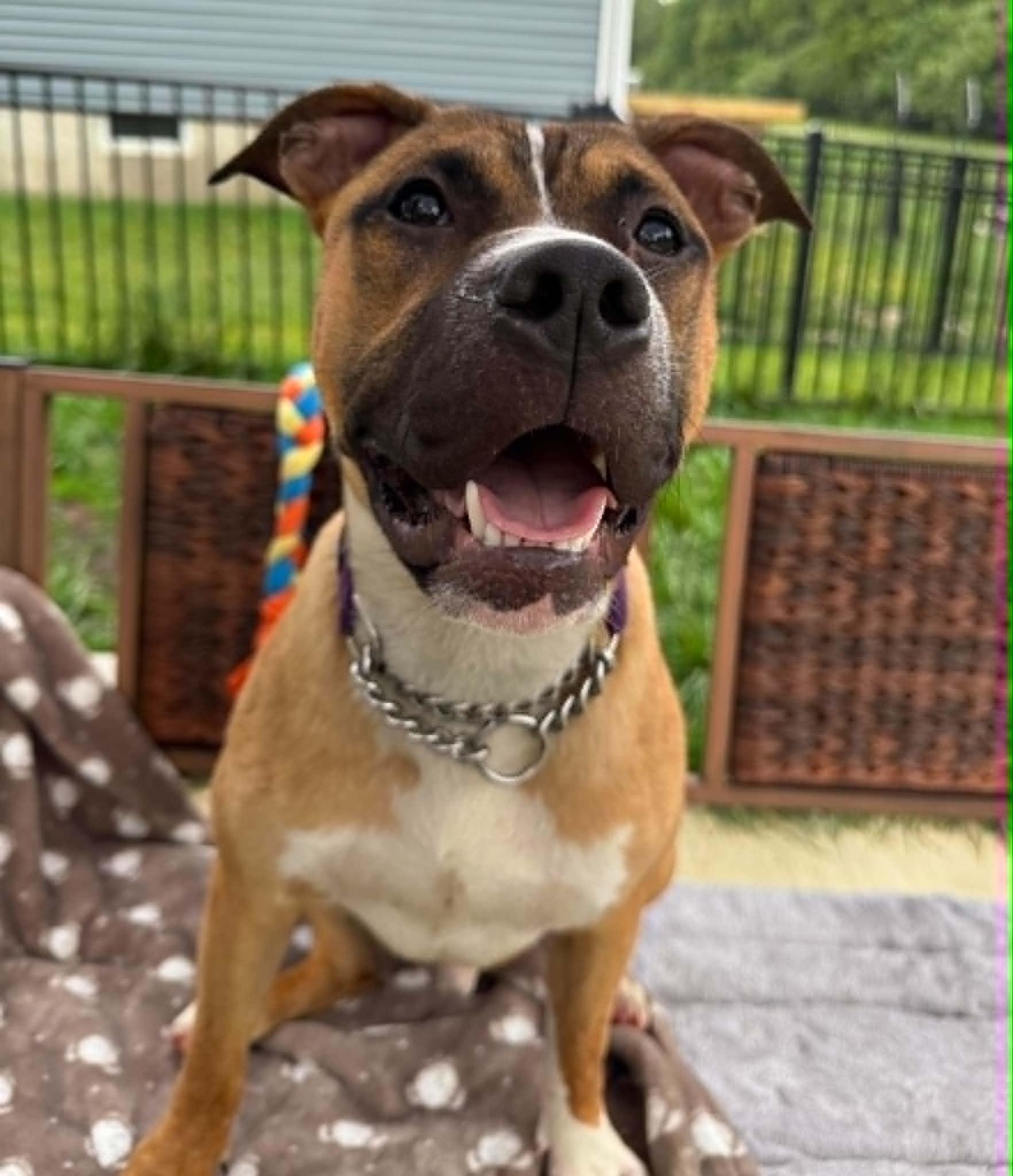 Enlarge Ted, a Adopted mixed breed in Xenia, OH image 2/4