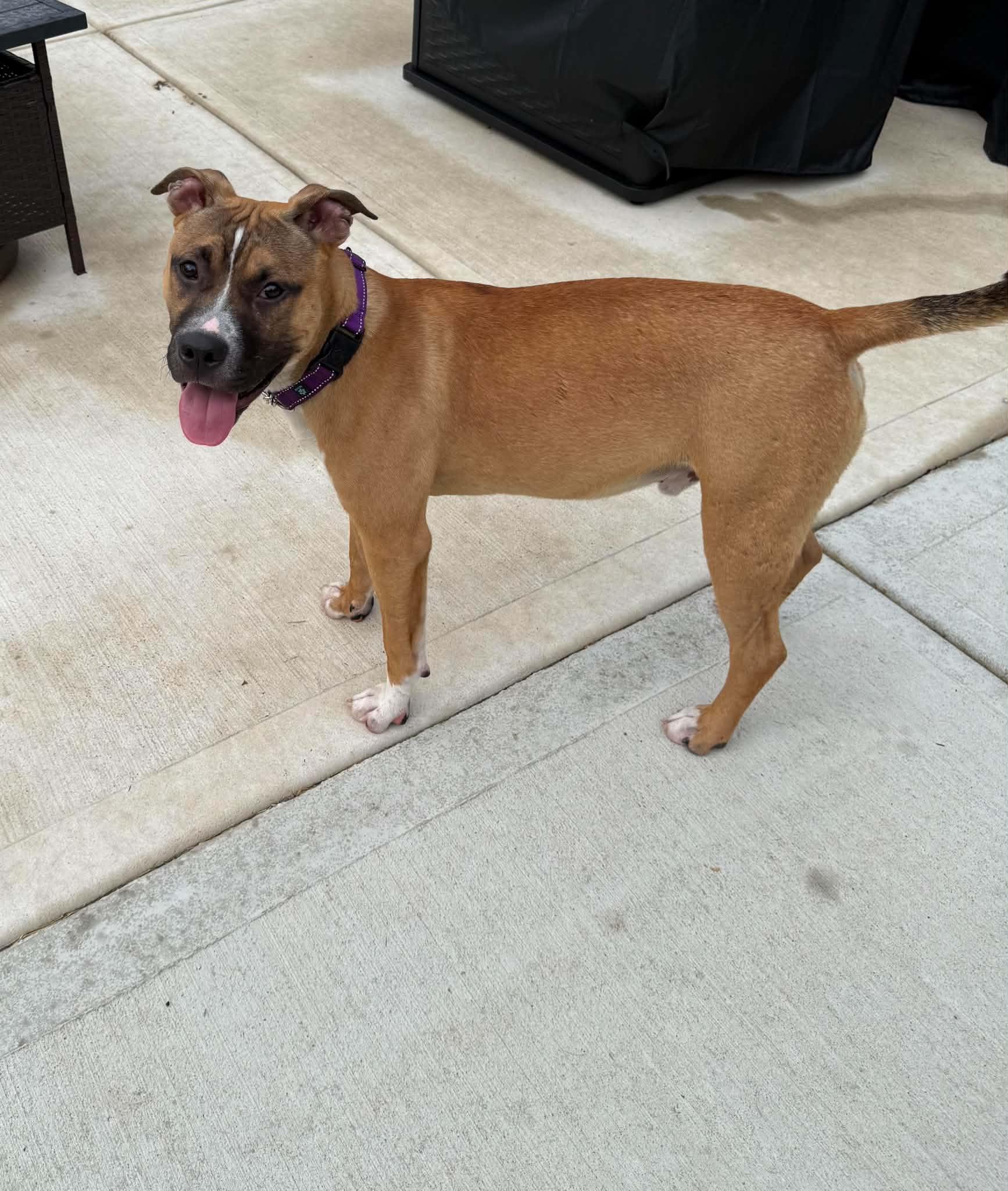 Enlarge Ted, a Adopted mixed breed in Xenia, OH image 1/4