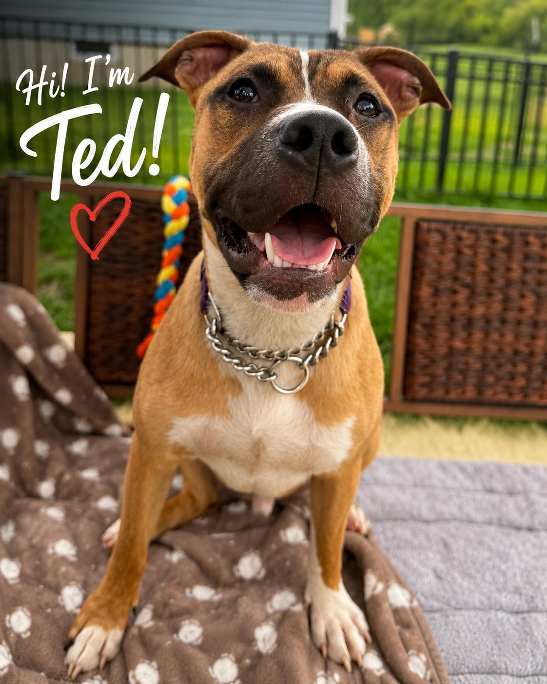 Enlarge Ted, a Adopted mixed breed in Xenia, OH image 4/4