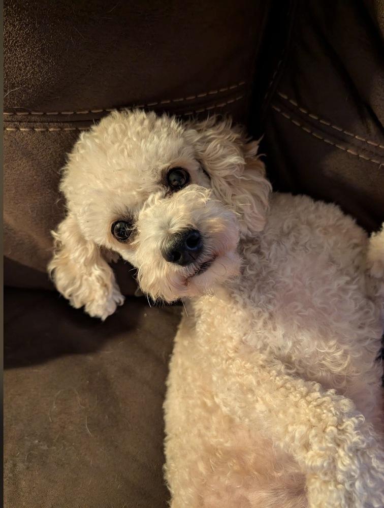 Henry, Adoptable, Adult Male Poodle.
