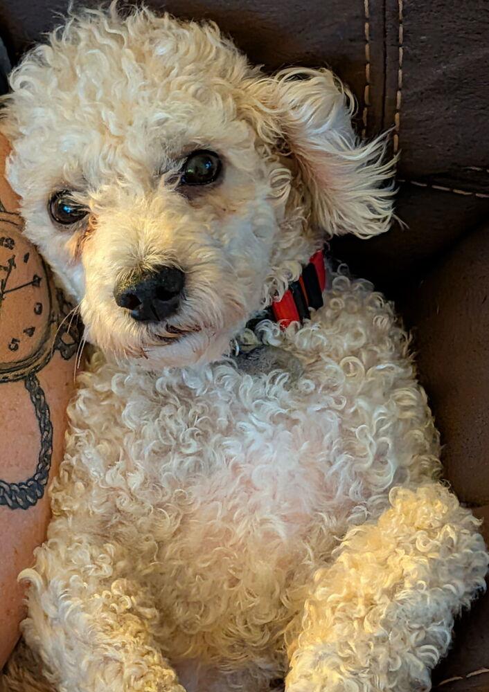 Enlarge Henry, a Adoptable Poodle in East Greenville, PA image 2/6