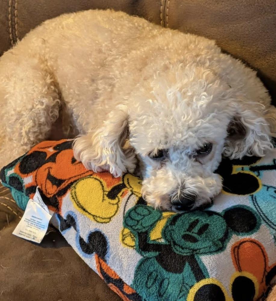 Enlarge Henry, a Adoptable Poodle in East Greenville, PA image 3/6