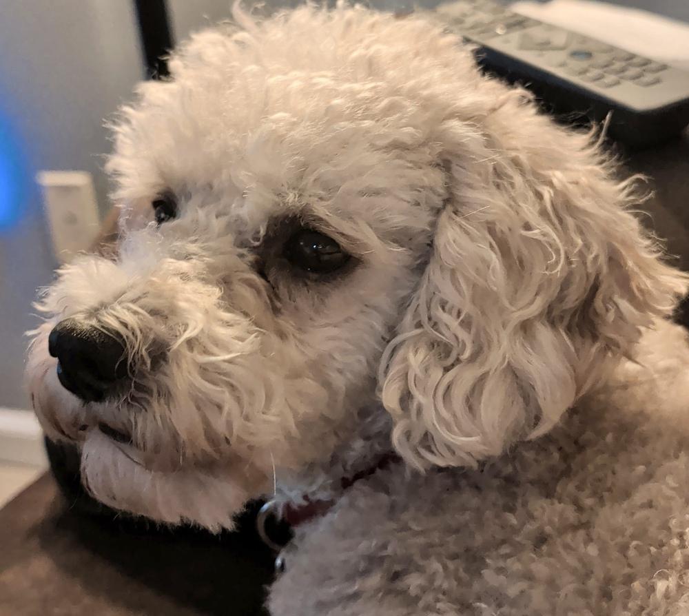Enlarge Henry, a Adoptable Poodle in East Greenville, PA image 4/6