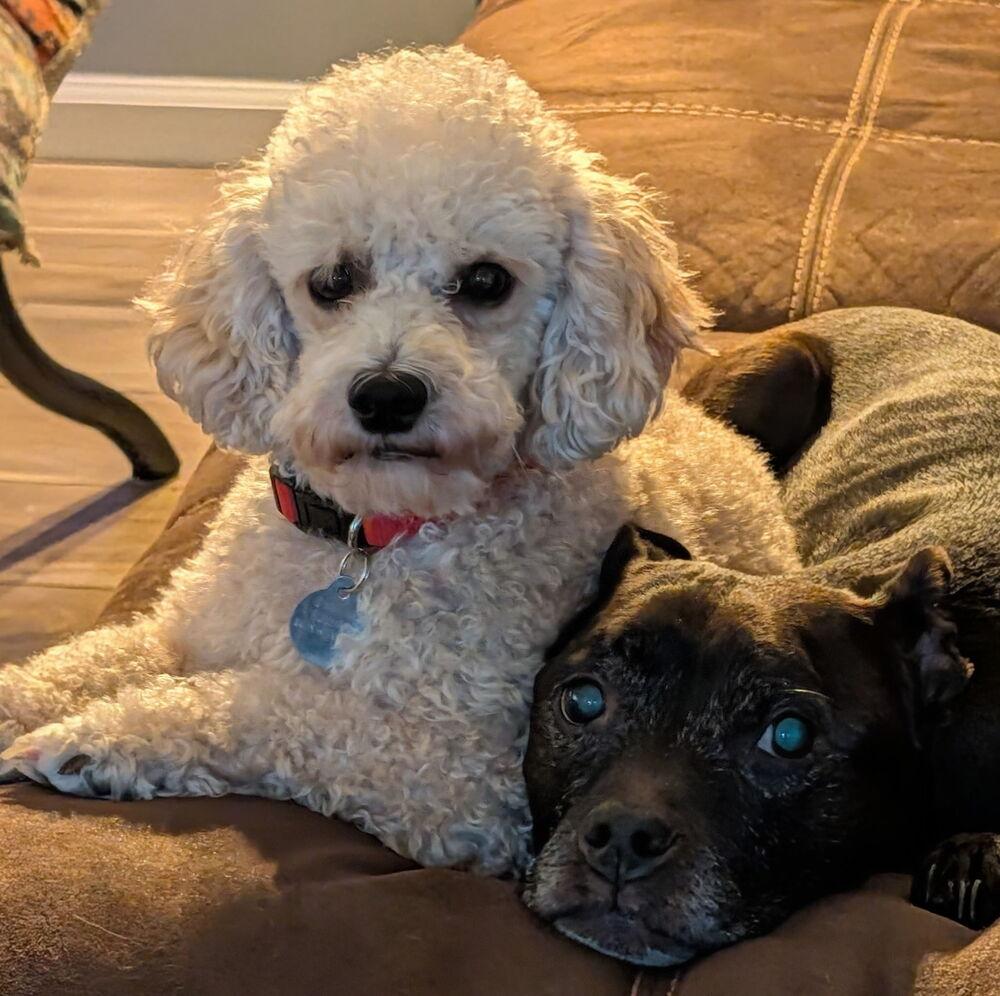Enlarge Henry, a Adoptable Poodle in East Greenville, PA image 5/6