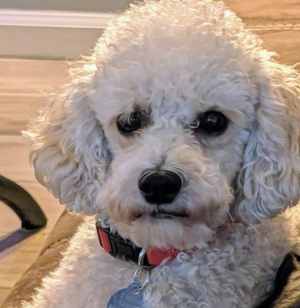 Enlarge Henry, a Adoptable Poodle in East Greenville, PA image 6/6