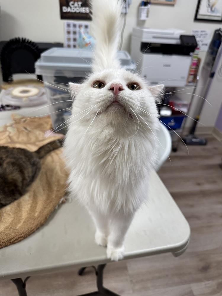 Toulouse 3 — thumbnail 2