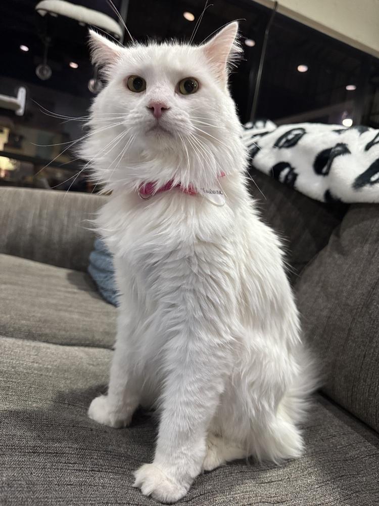 Toulouse 3 — thumbnail 4