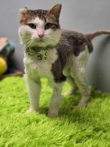 Enlarge Cajun, a Adoptable Domestic Short Hair in Effingham, IL image 3/4
