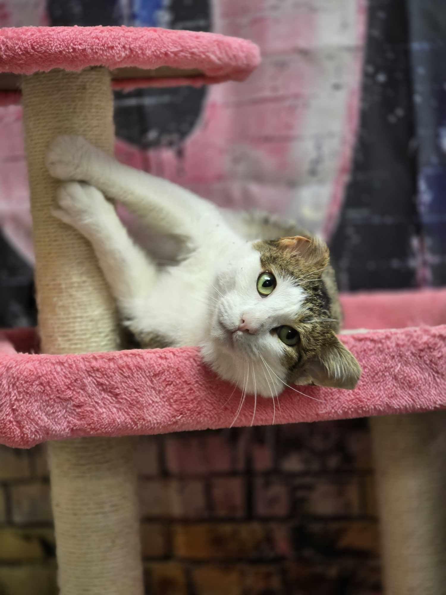 Enlarge Cajun, a Adoptable Domestic Short Hair in Effingham, IL image 2/4