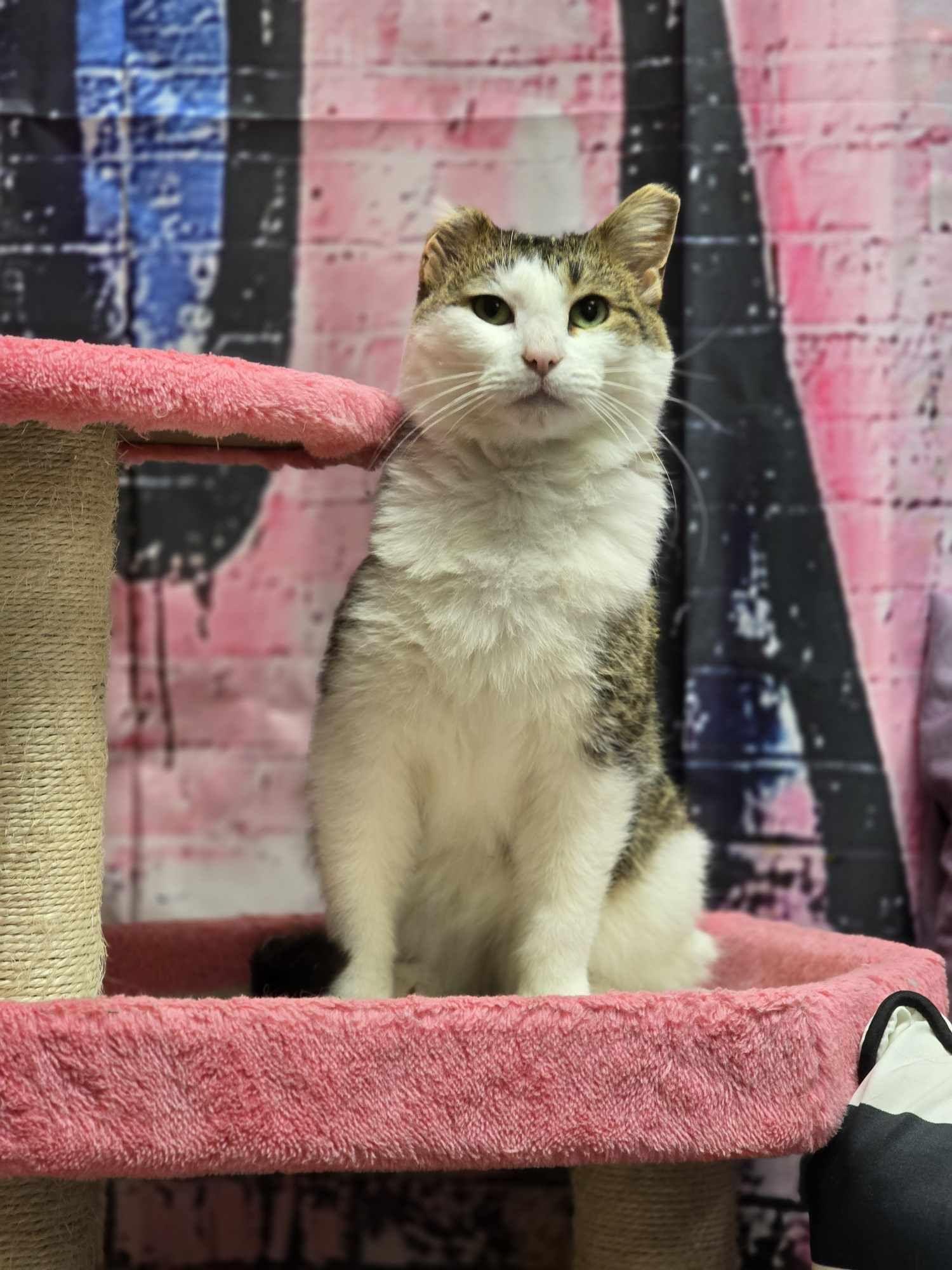 Enlarge Cajun, a Adoptable Domestic Short Hair in Effingham, IL image 1/4