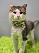 Enlarge Cajun, a Adoptable Domestic Short Hair in Effingham, IL image 4/4