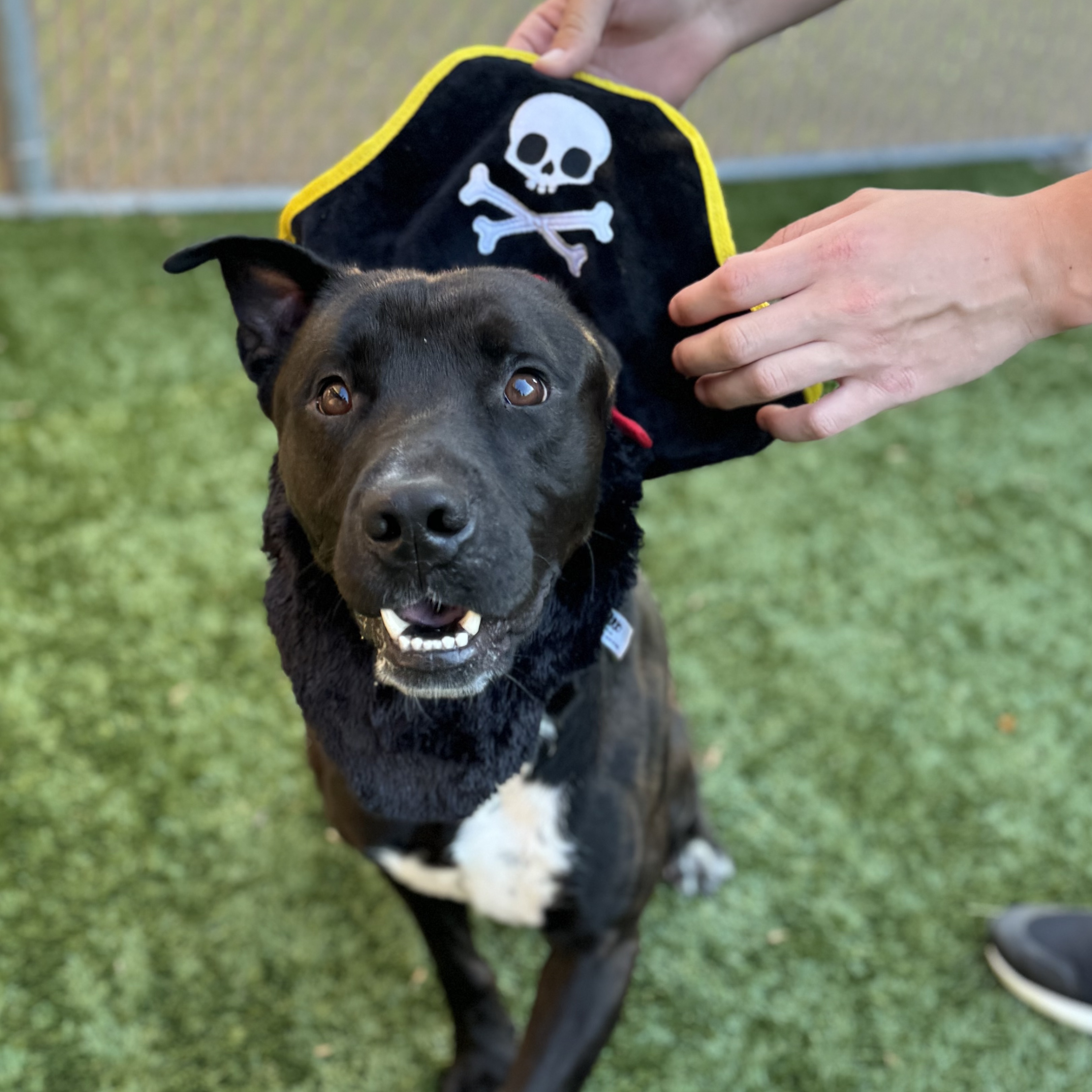 Dog For Adoption Ahoy Matey This Pirate Will Steal Your Heart Meet dog-for-adoption-ahoy-matey-this-pirate-will-steal-your-heart-meet