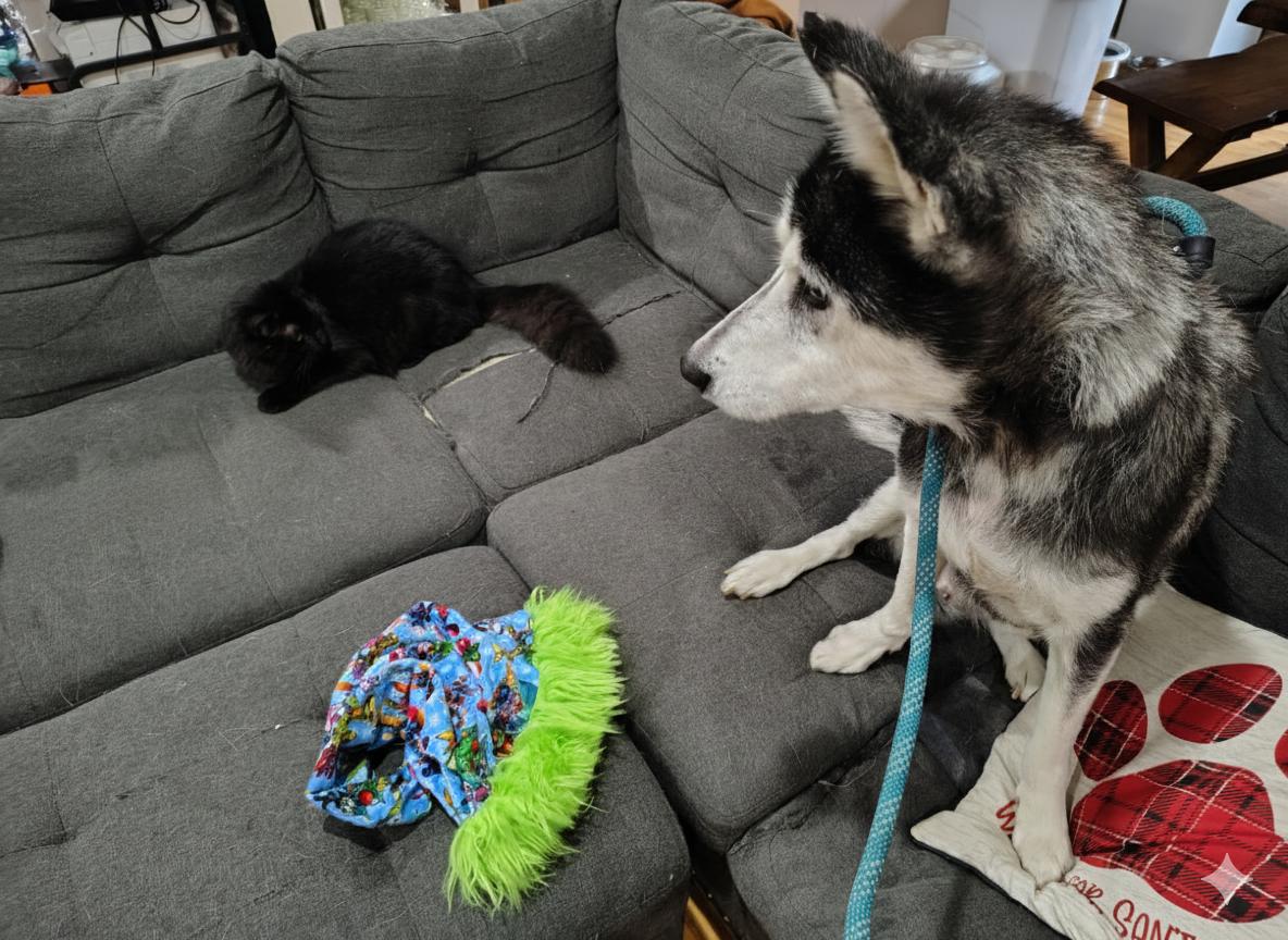 Enlarge Cirilla, a ADOPTABLE Siberian Husky in Cumming, GA image 4/4