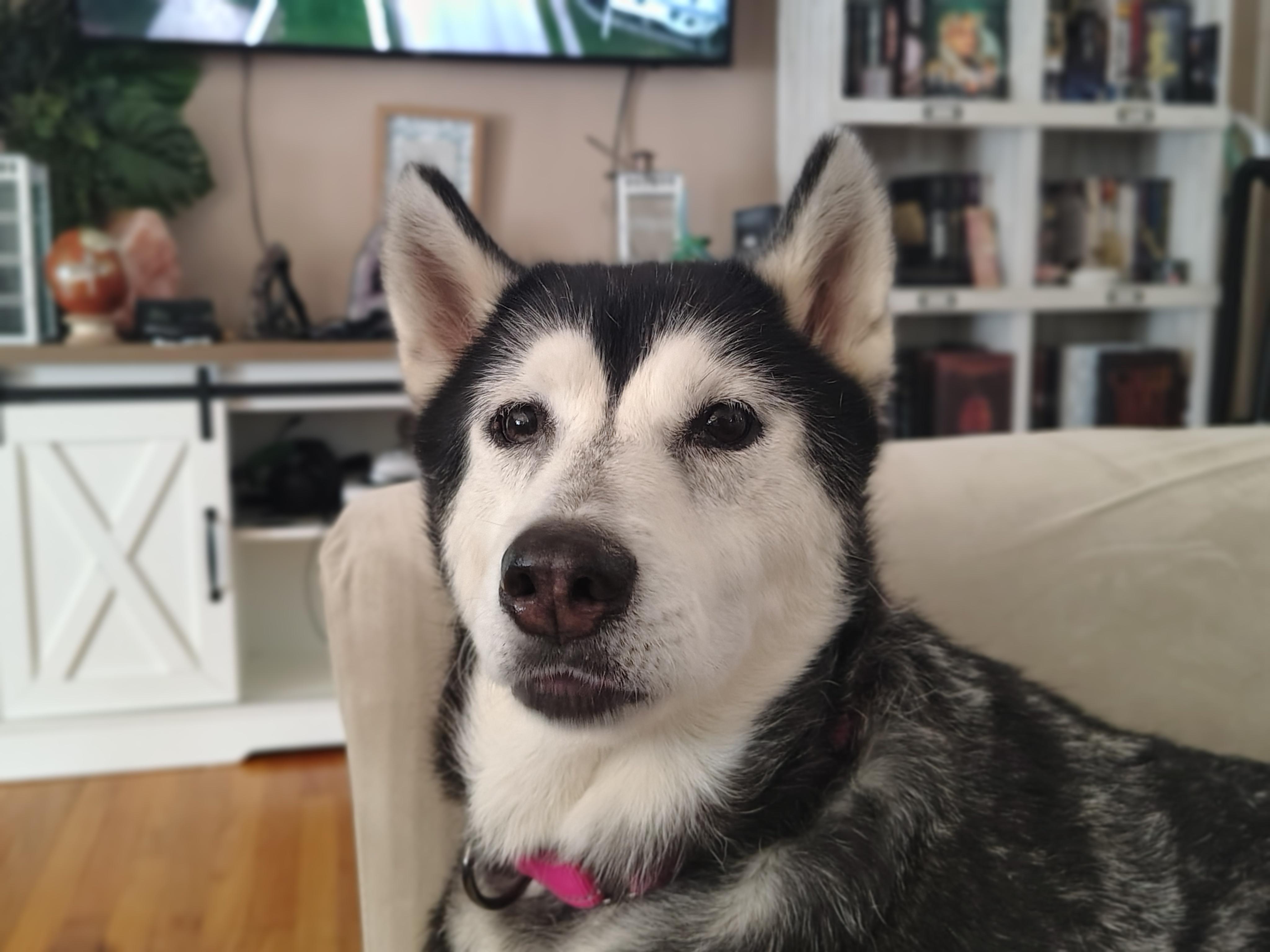 Enlarge Cirilla, a ADOPTABLE Siberian Husky in Cumming, GA image 1/4