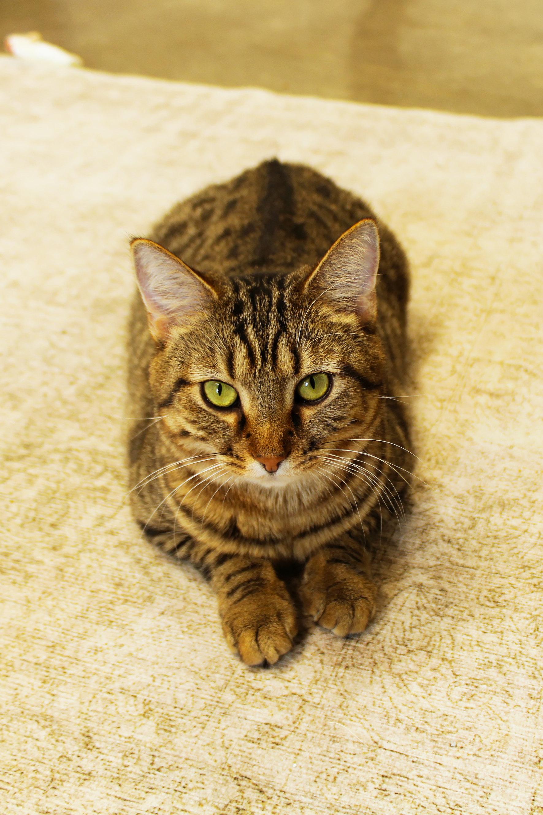 Sophie, a Adoptable American Shorthair in Urbana, OH image 2/6