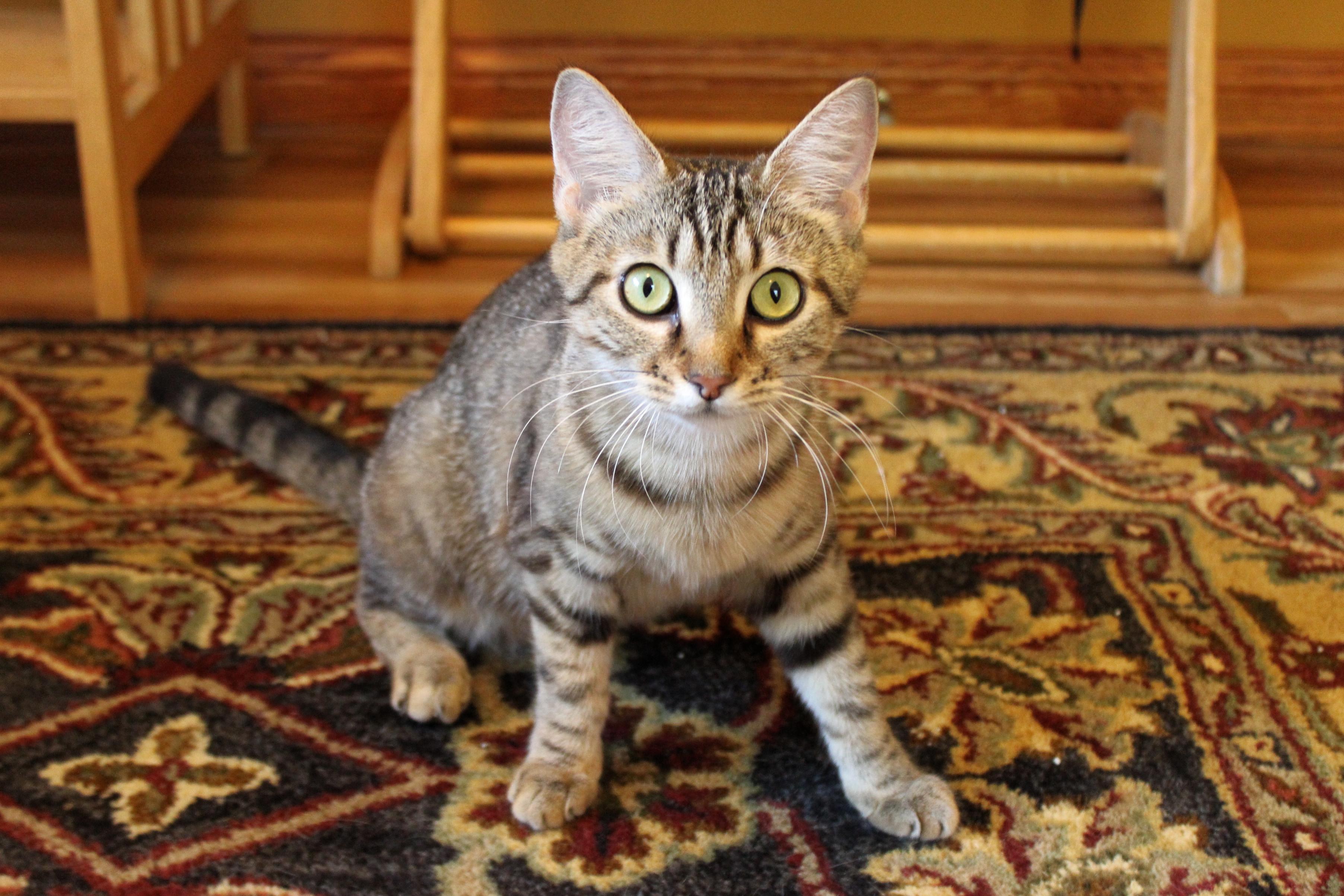 Sophie, Adoptable, Adult Female American Shorthair.