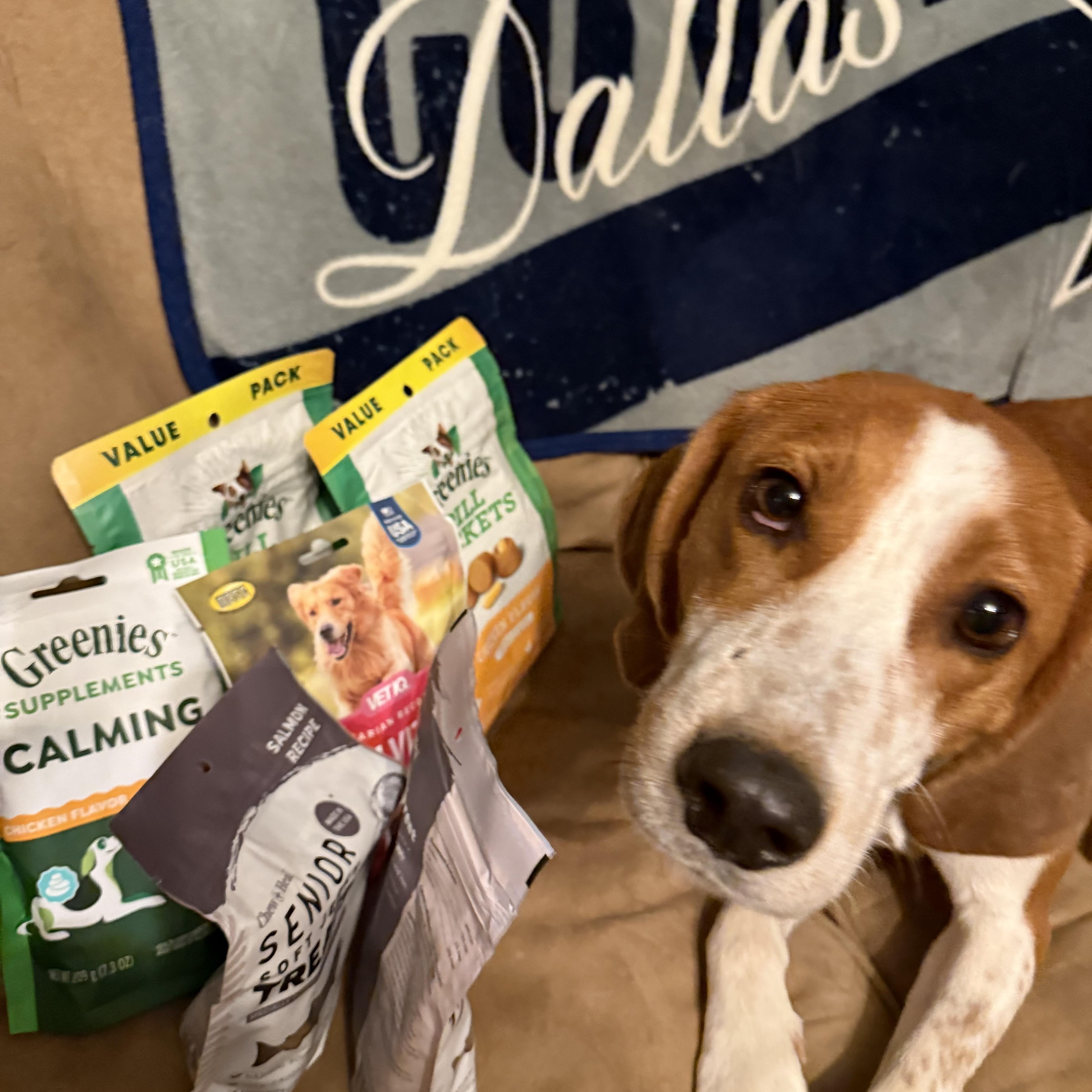 Benjamin, Adoptable, Young Male Coonhound.