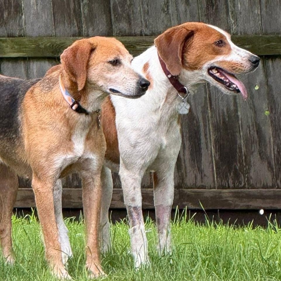 Enlarge Benjamin, a Adoptable mixed breed in Spring Hill, TN image 4/5