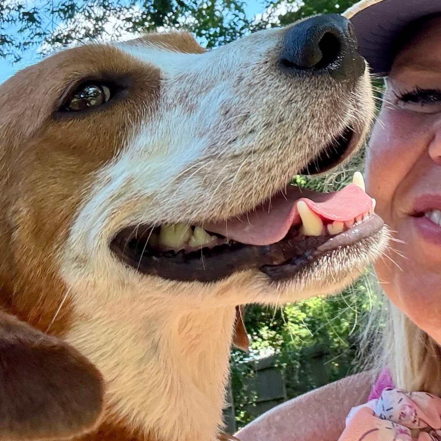 Enlarge Benjamin, a Adoptable mixed breed in Spring Hill, TN image 5/5