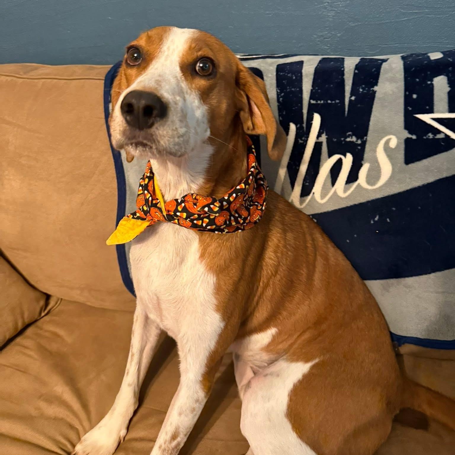 Benjamin, Adoptable, Young Male Coonhound.