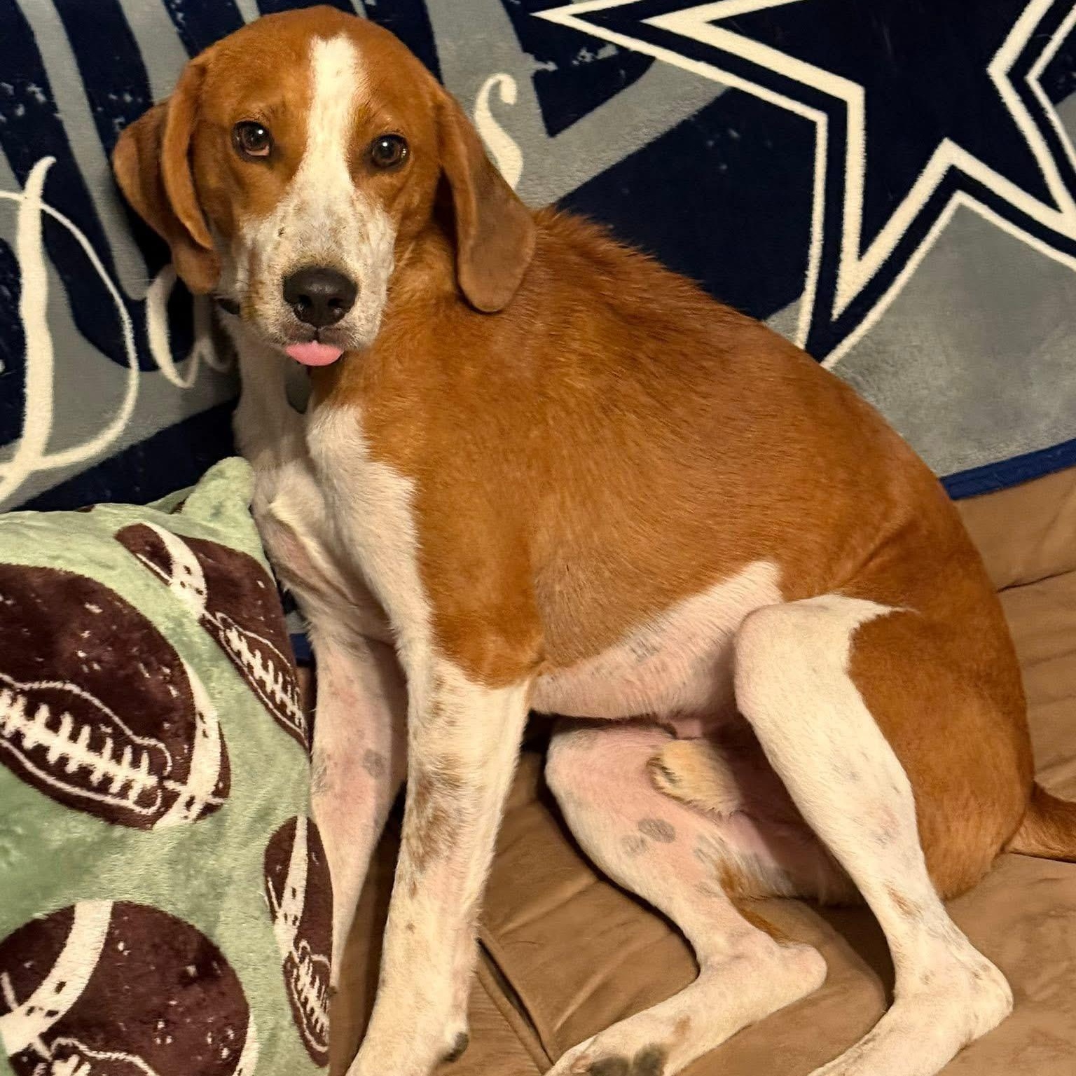 Enlarge Benjamin, a Adoptable mixed breed in Spring Hill, TN image 2/5