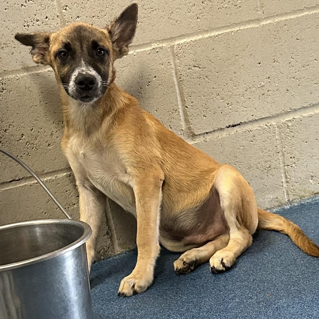 Tom Petty, Adoptable, Young Male Shepherd & Mixed Breed.